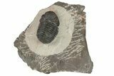 Austerops Trilobite - Jorf, Morocco #204304-5